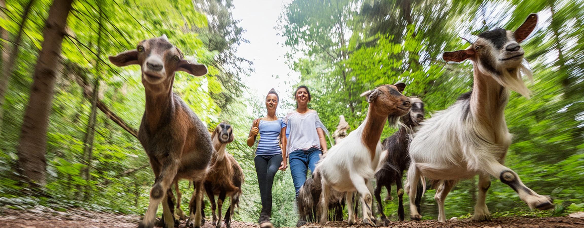 Experience the Joy of a Goat Hike in Northborough, Massachusetts