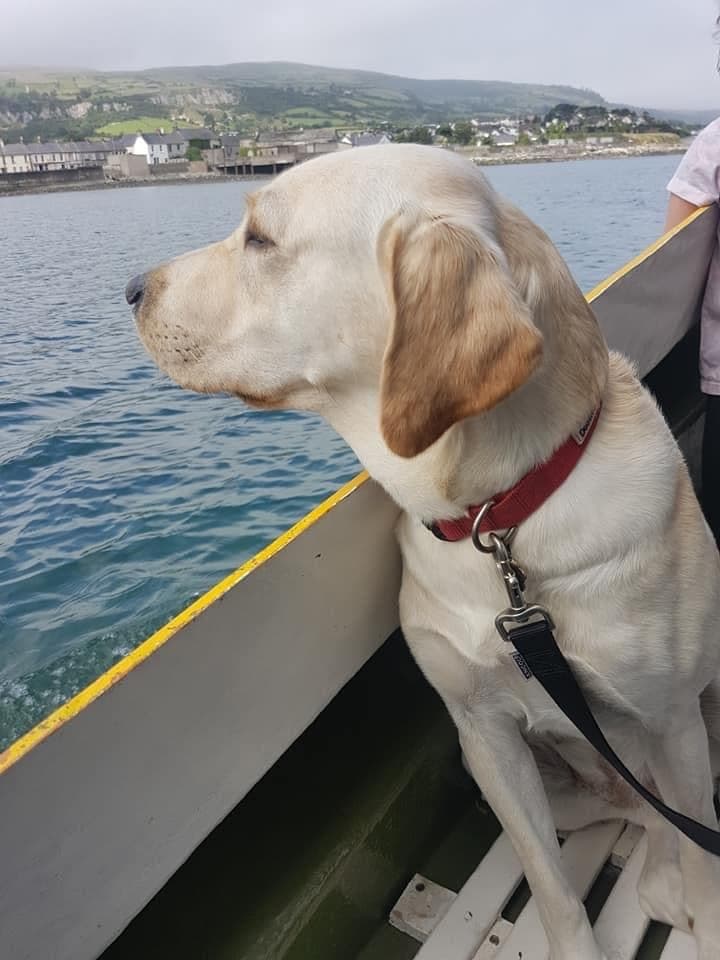 Labrador on bow looking at coastal scenery during calm boat tour