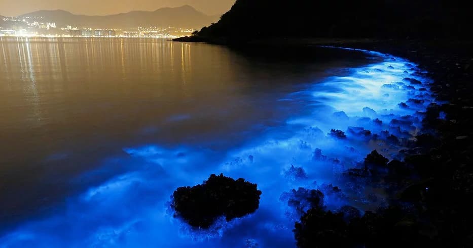 Water Activities: Sunset & Bioluminescence Tour by Jet's Private Boat Tours