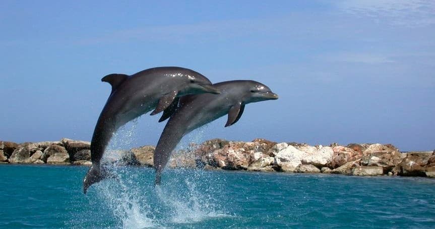 Destin Dolphin Cruise fleet