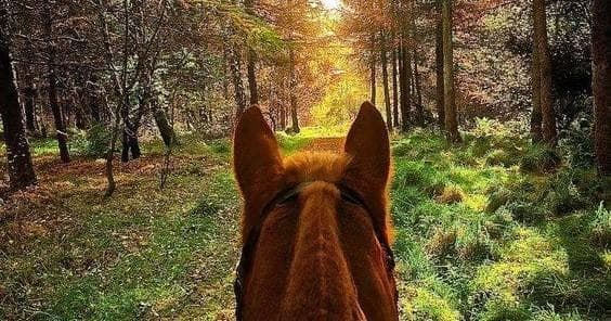 Three Week Guest Ranch Vacation at Rancho Cortez, TX Hill Country