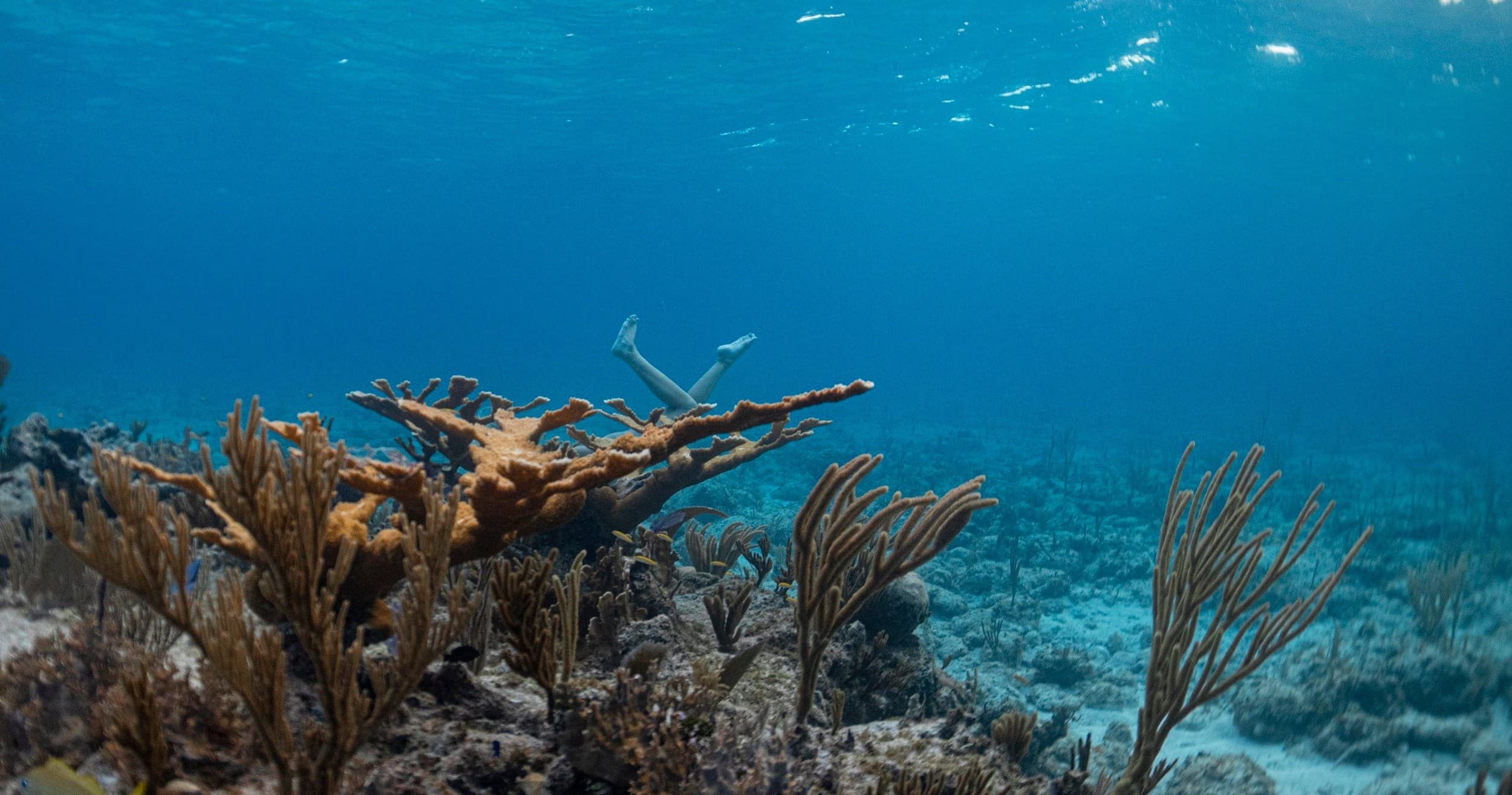 Bahamas Adventure with XELA Expeditions in West Palm Beach
