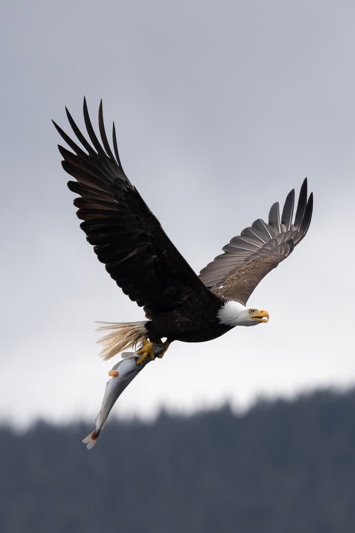 Wildlife Tours by FunShip: Up-Close Encounters