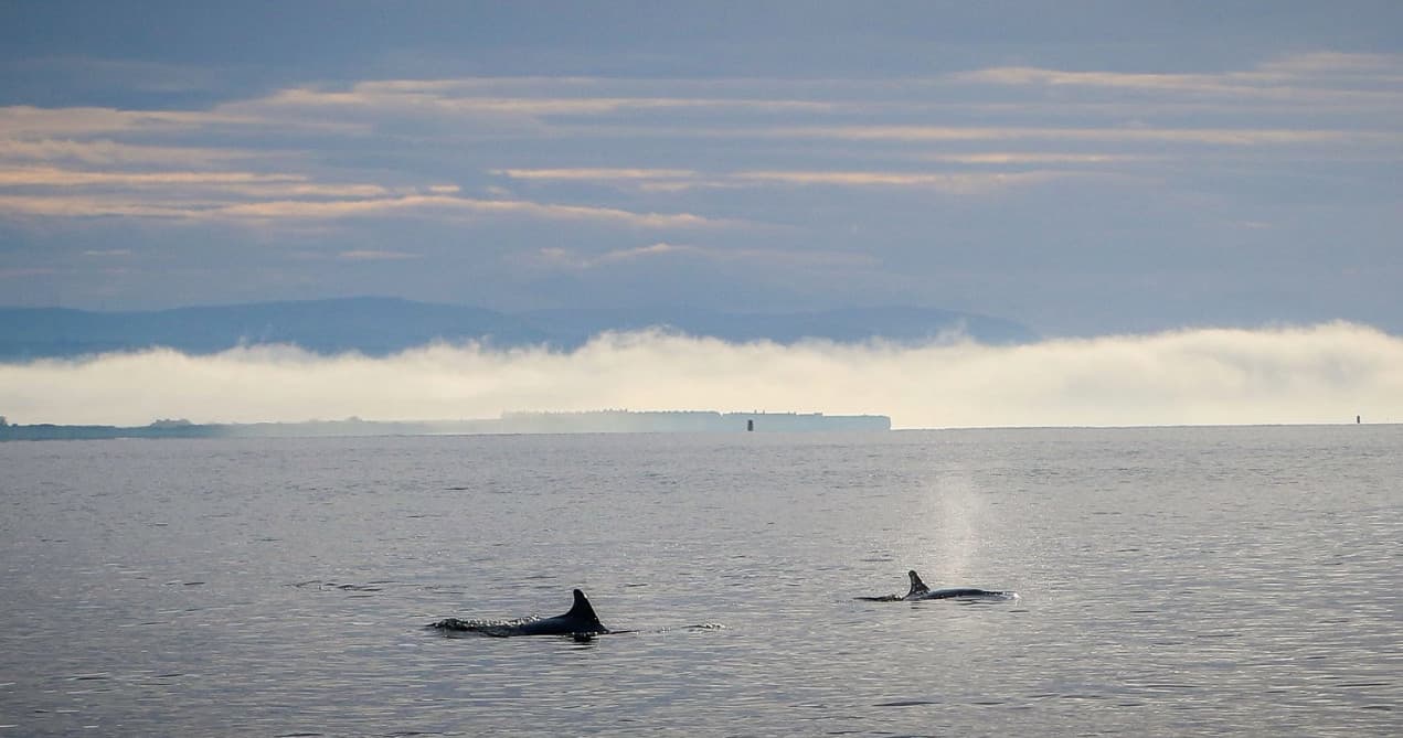 Whales surfacing in misty coastal waters during whale watch