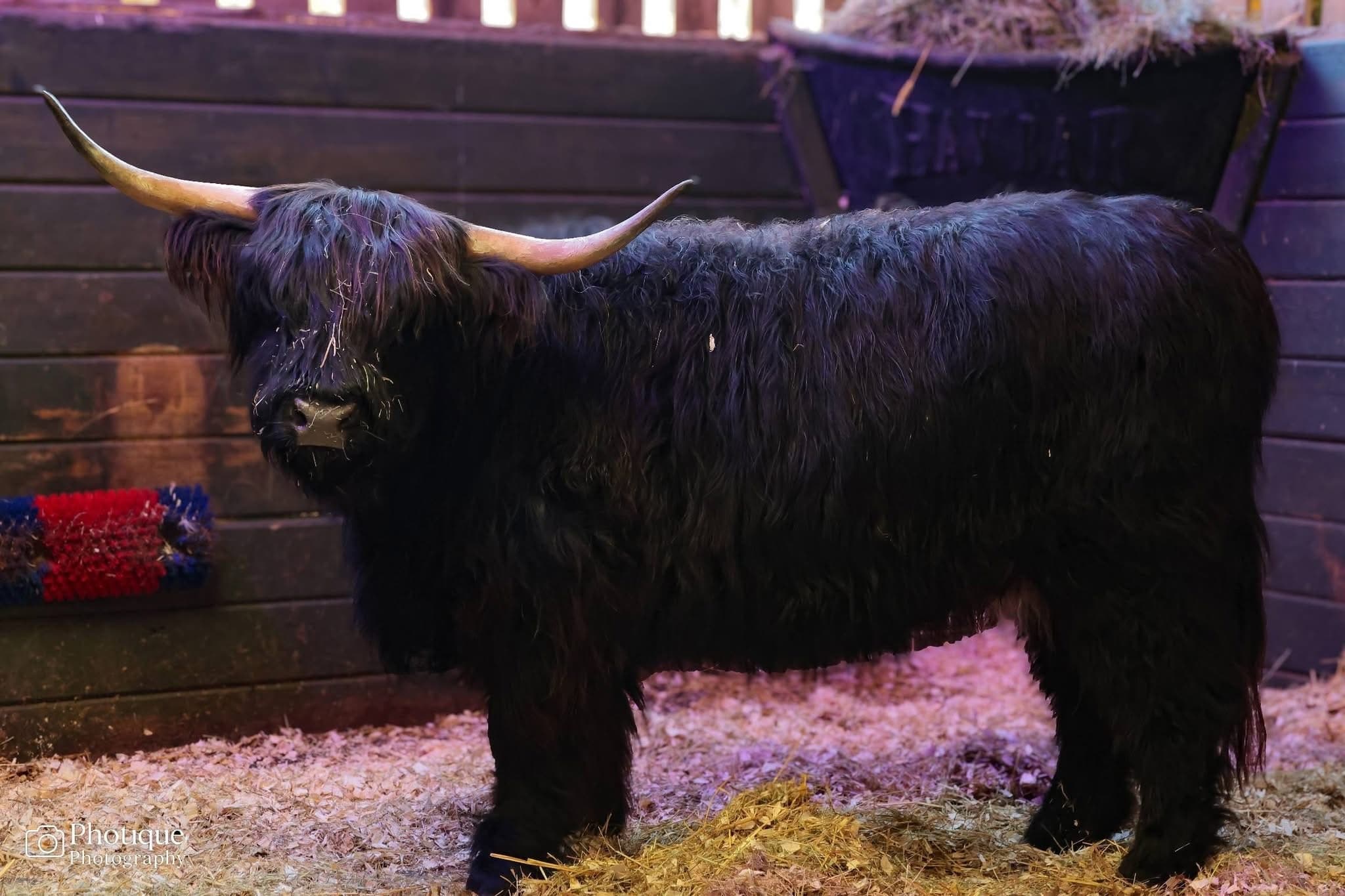 Prosecco Evenings with Highland Cows — Bubbles and Highland Cow, Chilthorne Domer