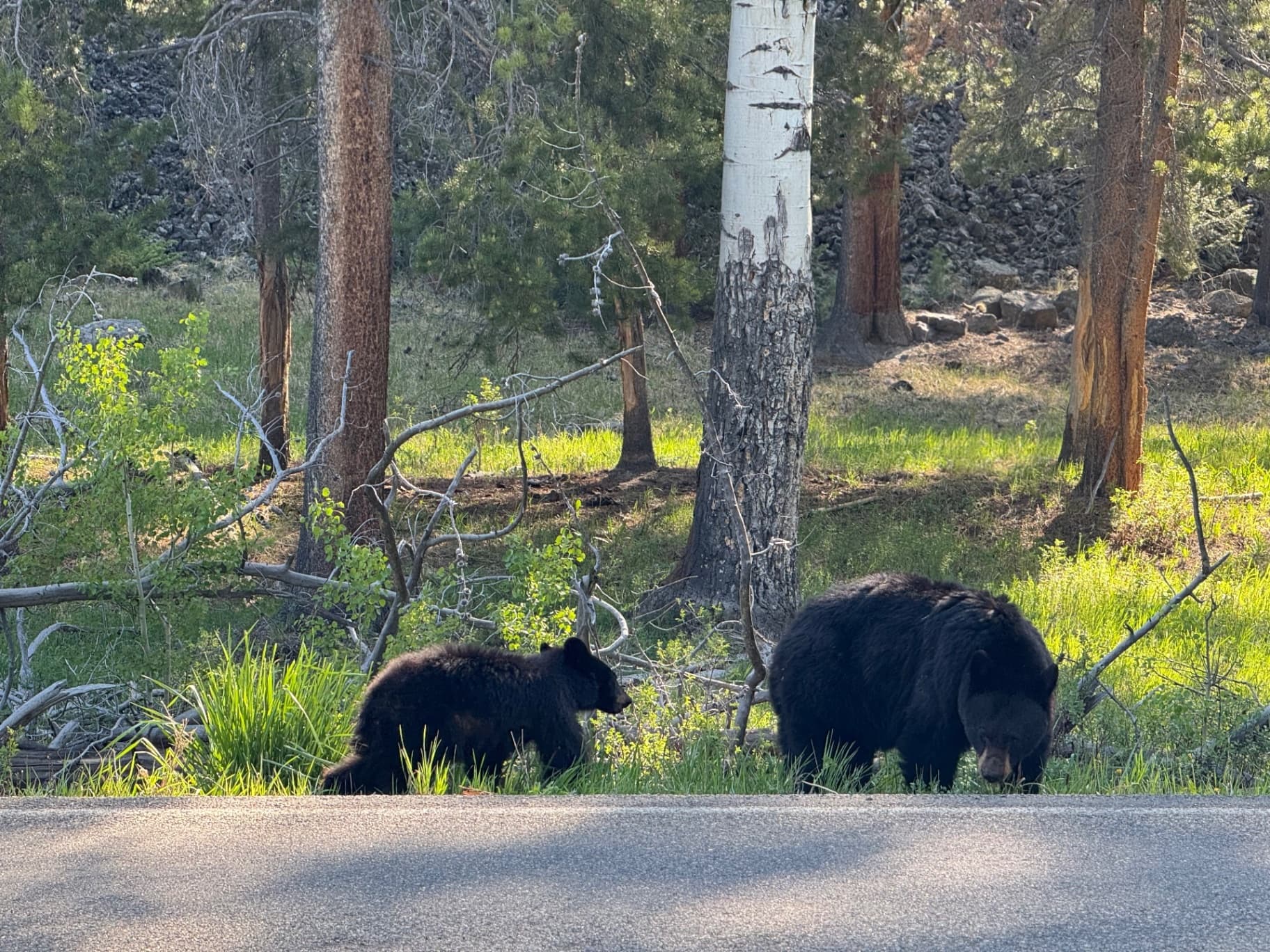 Yellowstone Wildlife Loop Ride with Great American Tours