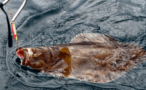 Fish the 49th Alaskan Fishing Charters fleet