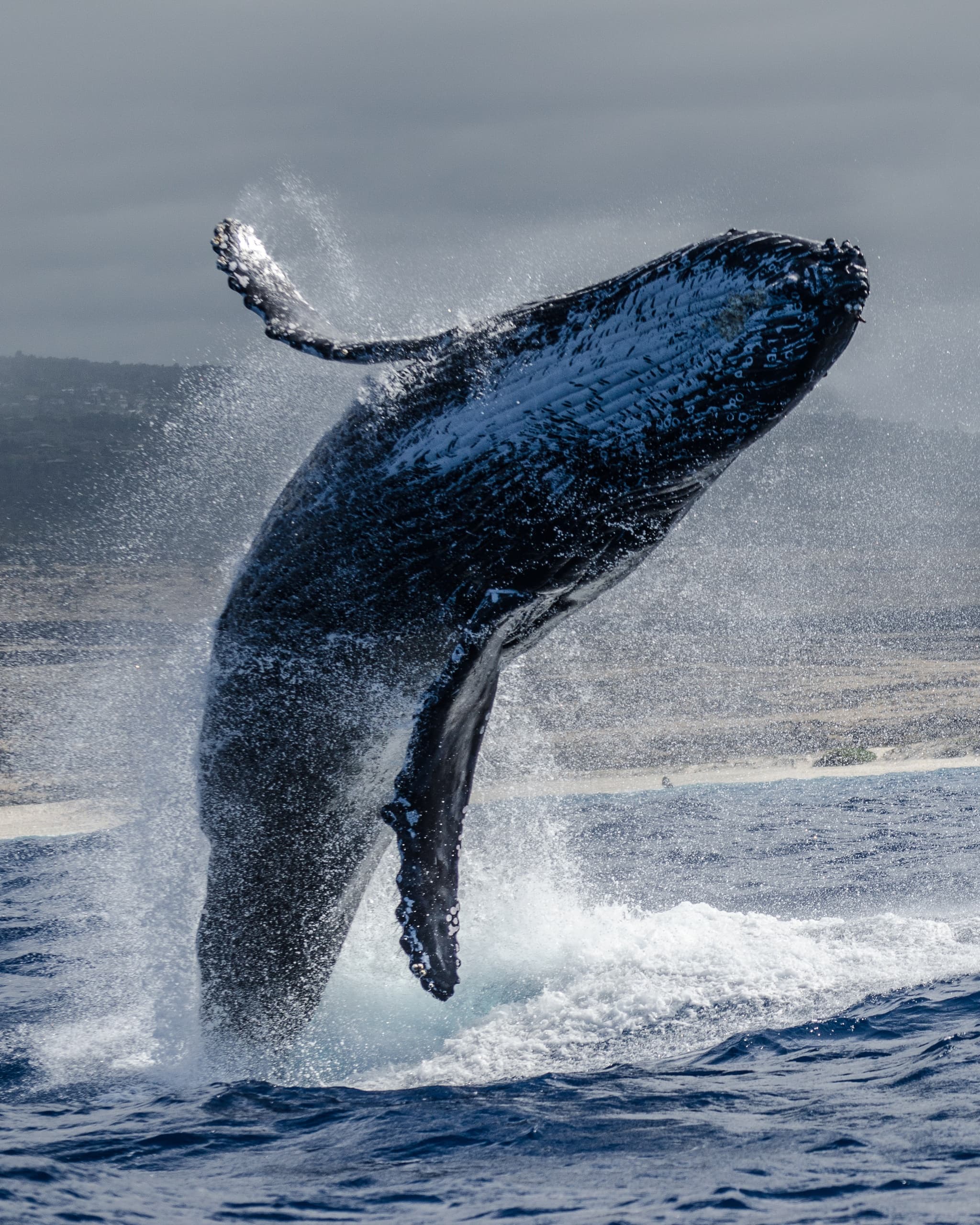 Kona Snorkel Trips: Whale Watch & Manta Ray Night Snorkel