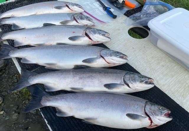 Kasilof Silver Salmon Trip with Drifters Inn Guide Service