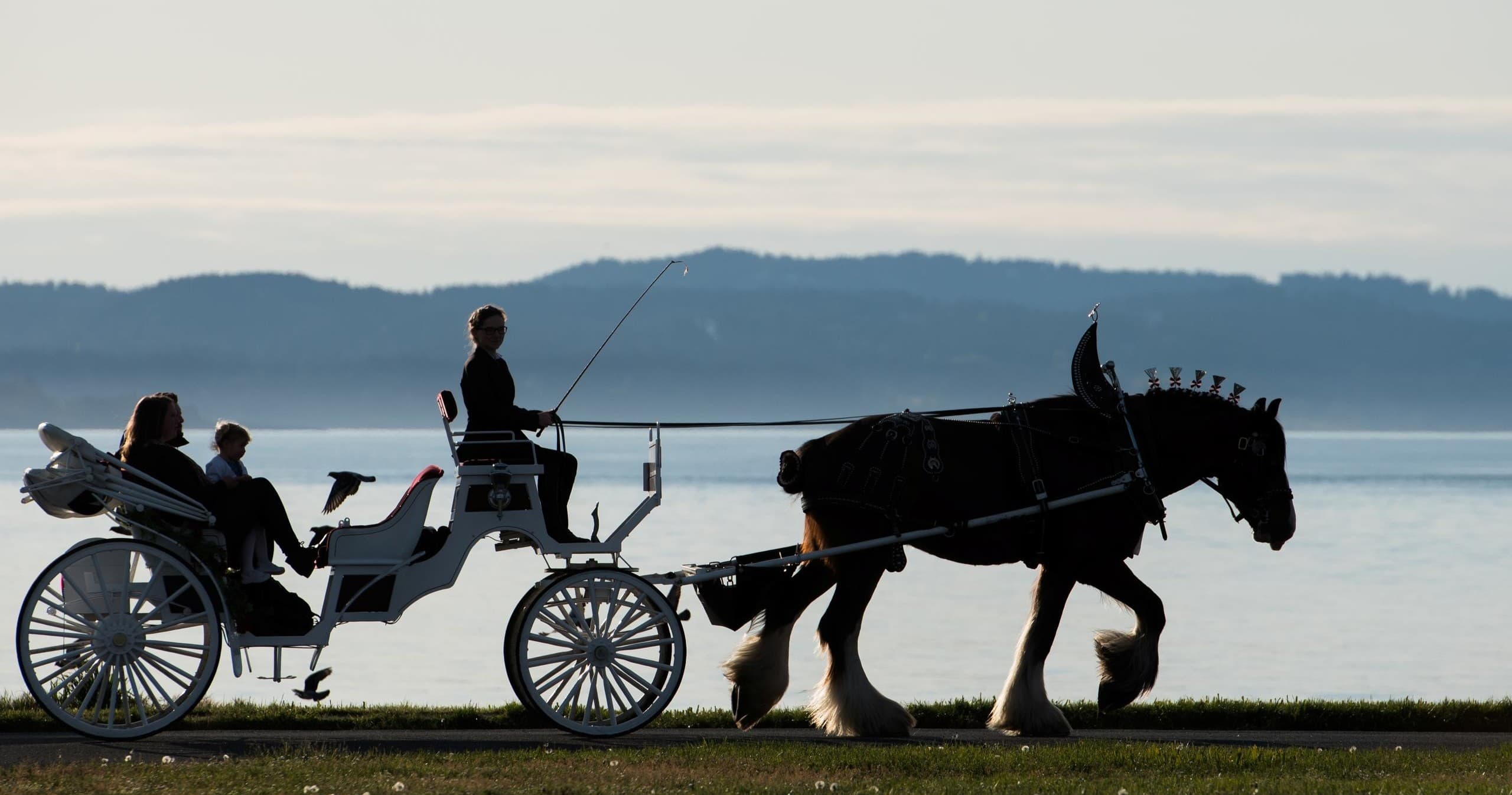 Historic Horse-Drawn Carriage Tours with Tally-Ho in Victoria