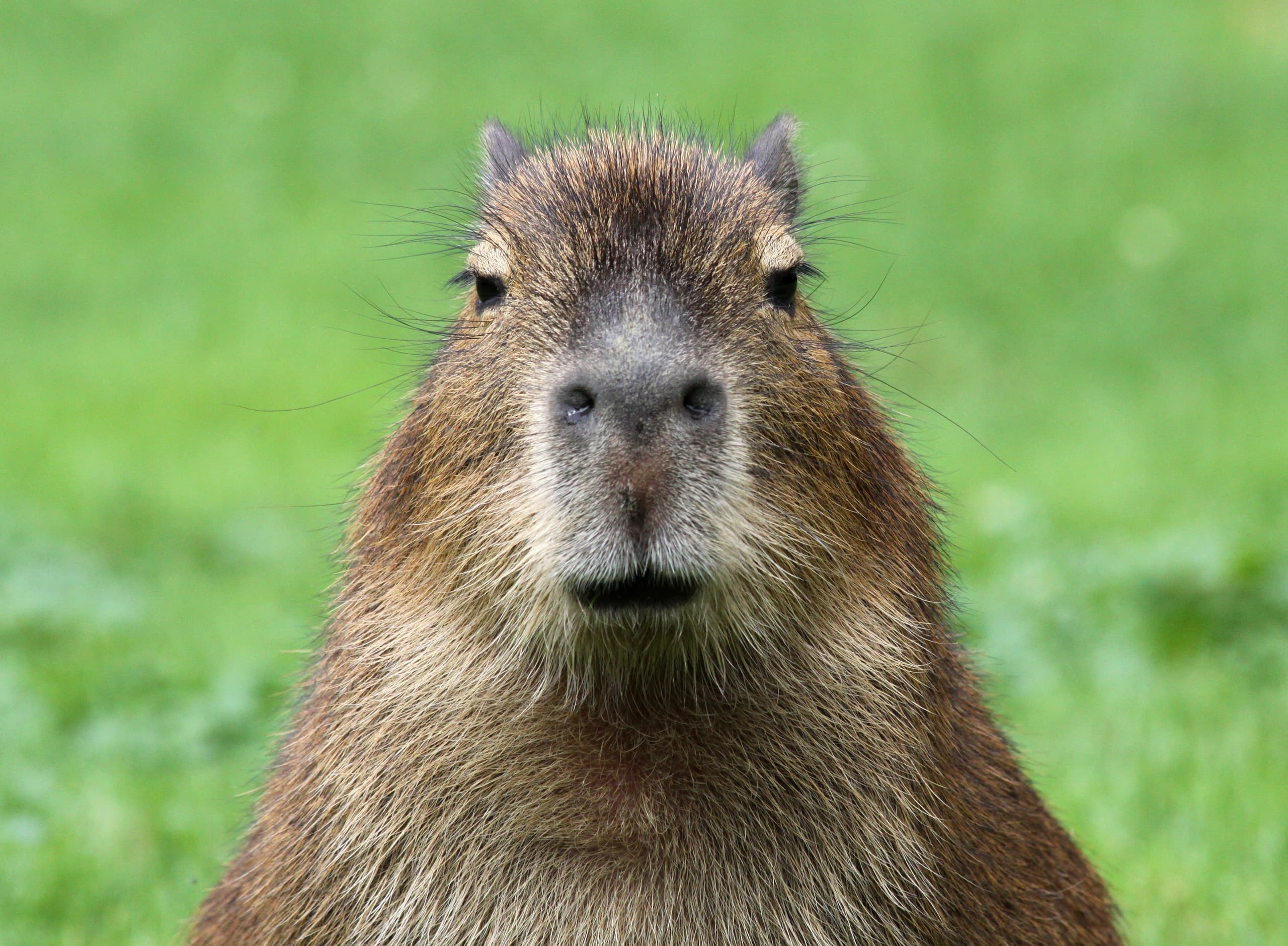 Capybara resting on grass in outdoor wildlife enclosure close-up portrait