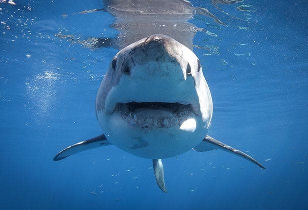 Shark Watching Adventure with Down Cape Charters & Boat Rentals