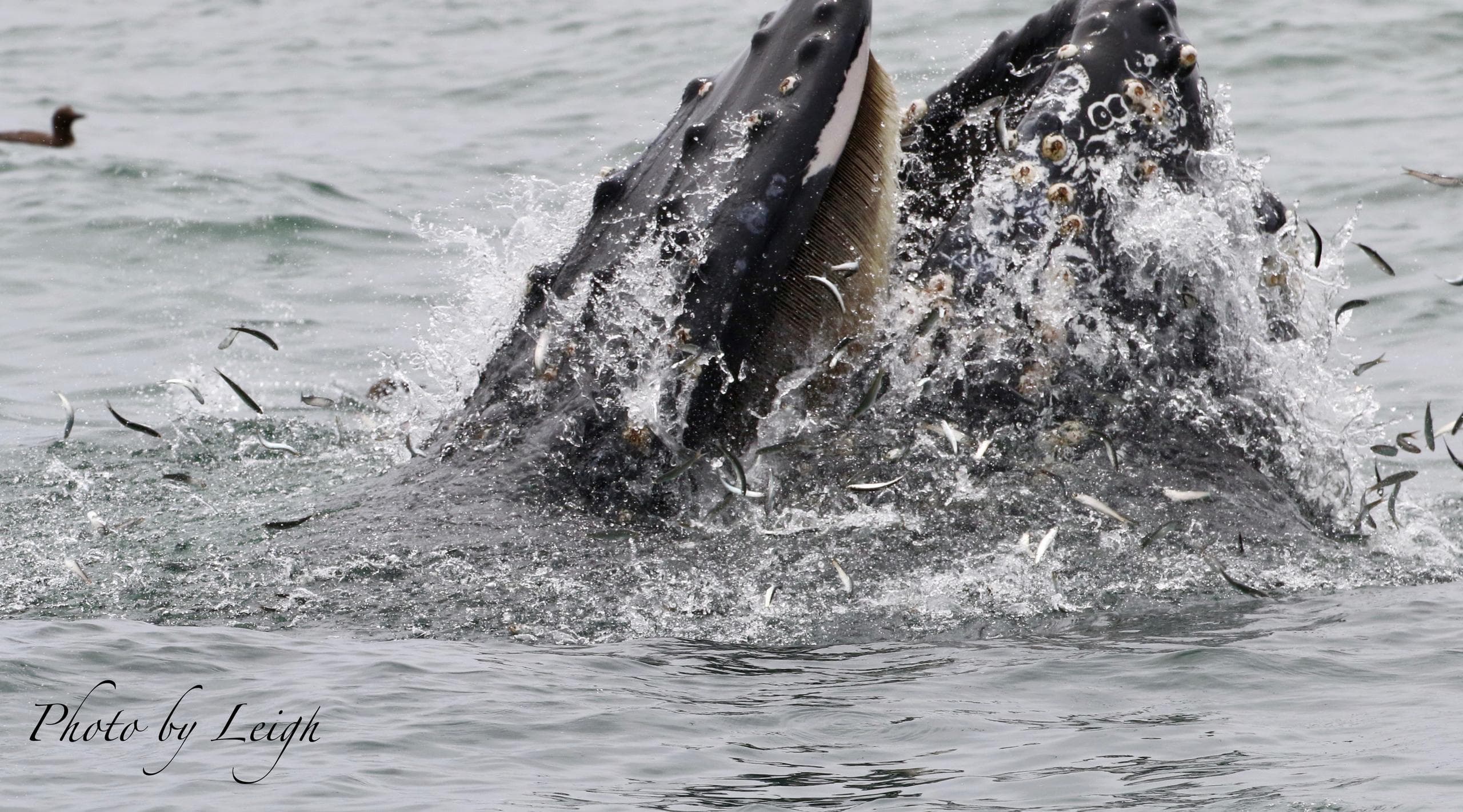 Whale Watching with San Francisco Whale Tours in California