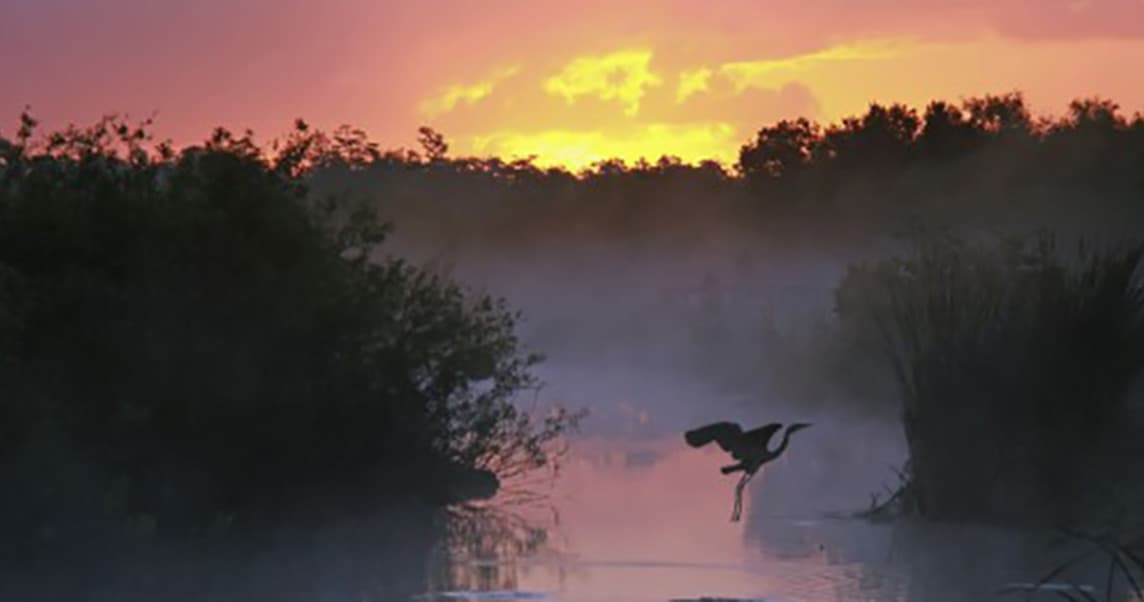 Explore Florida Bay: A Wildlife Boat Tour from Flamingo Marina