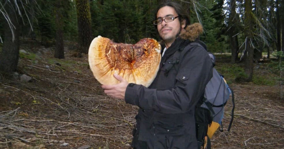 Hiker holding giant bracket mushroom in coniferous forest