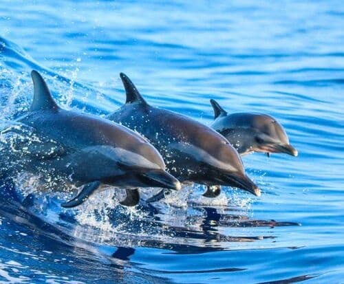 Sanibel Shelling & Dolphin Eco Tour with Nauti Hooker Watersports