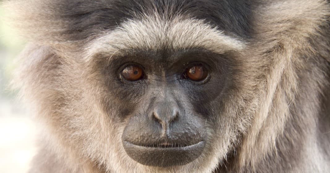 Wildlife Nature & Gibbon Conservation Center Experience