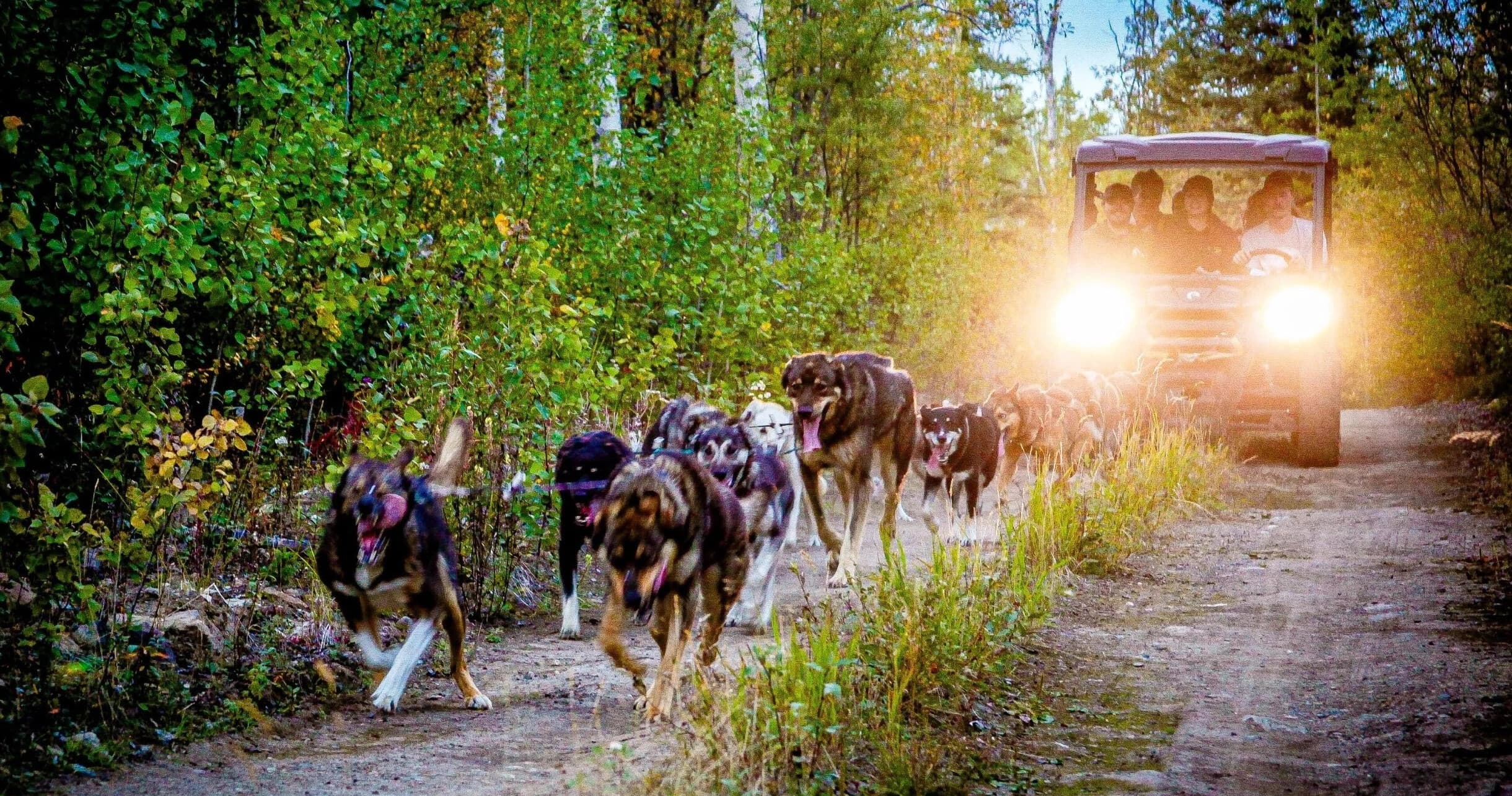 Summer Sled Dog UTV Tour in McCarthy: Hands-On Mushing with Waylon's Way