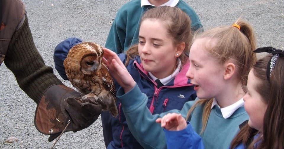 Harris Hawk Walks: Private Falconry Experiences in County Waterford photo 1