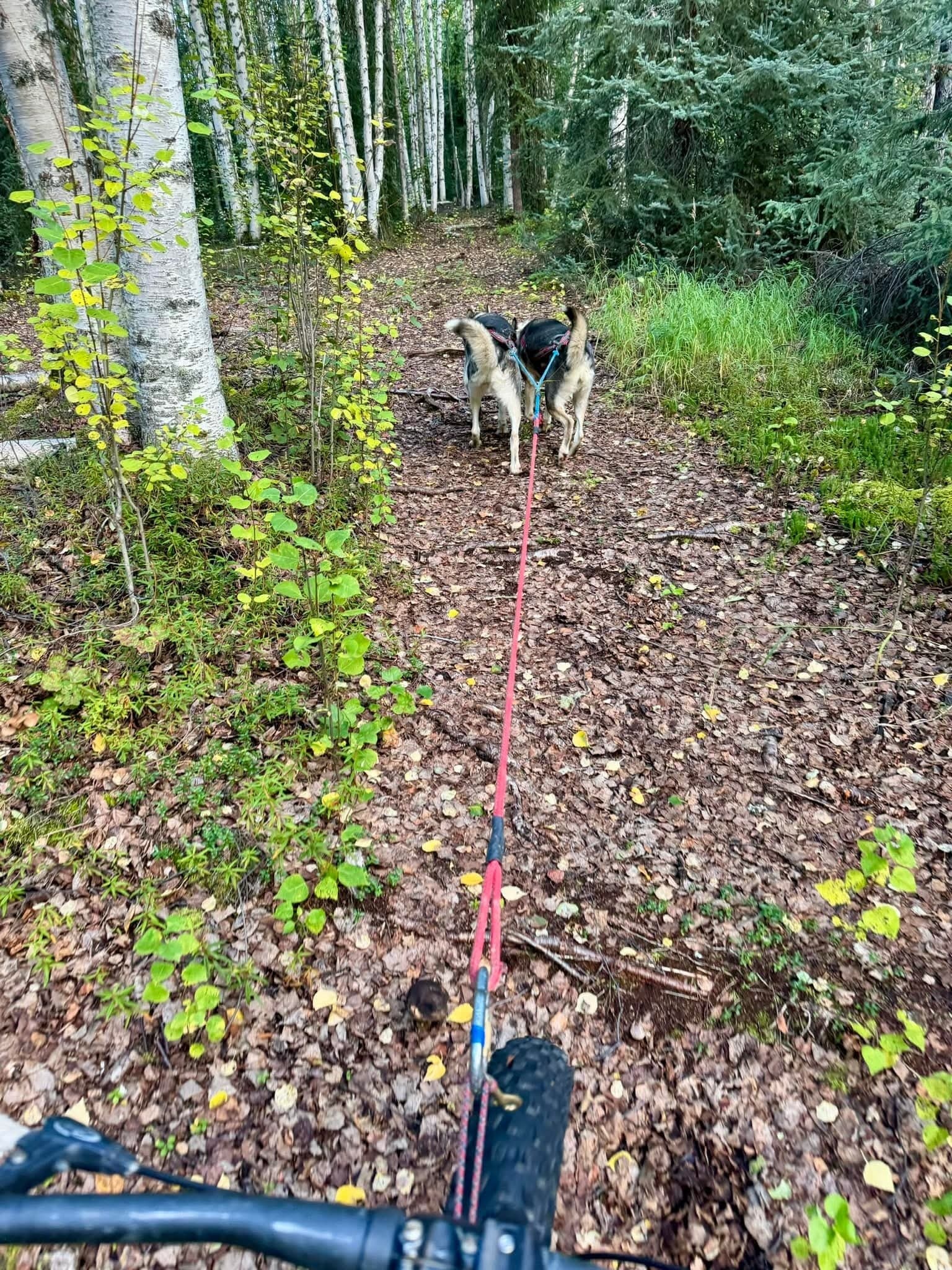 Goldstream Forest Hike & Kennel Visit: Meet Sled Dogs on Boreal Trails near Ester, Alaska photo 3