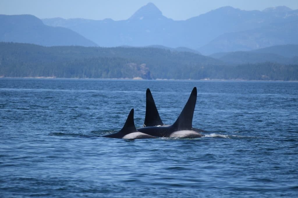 Into the Realm of Whales: Campbell River Salish Sea Whale-Watching (7–8 Hour Tour)