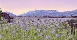 Lavender Explorer Tour at Blue Canyon Farm in Heber City
