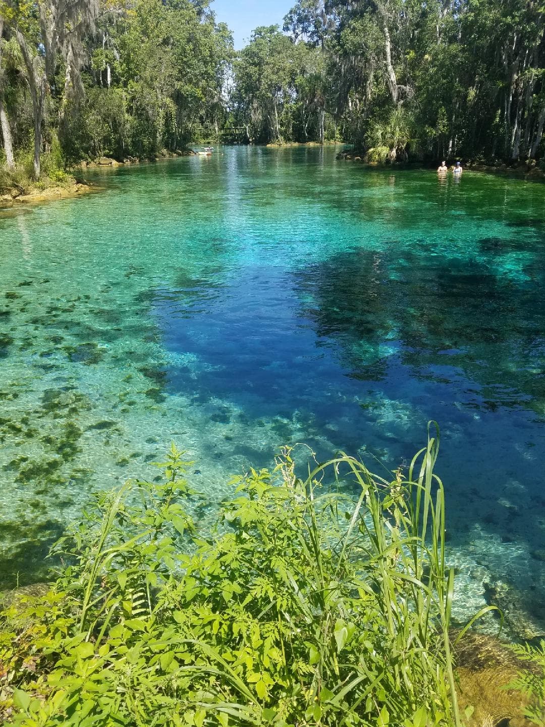 Wildlife Viewing at Three Sisters Springs, Crystal River