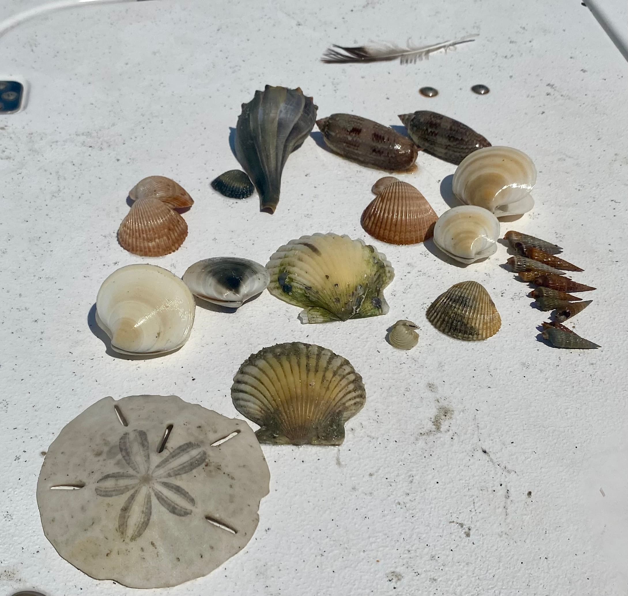 Eco Tour | Boat Tour in Emerald Isle, North Carolina