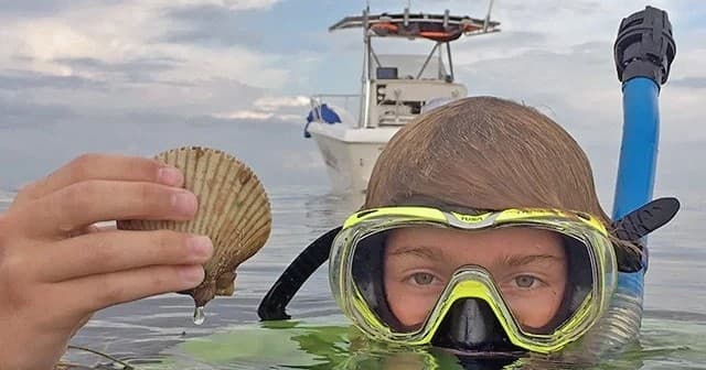 Nature Coast Scalloping Adventure in Crystal River: 5-Hour Shellfishing Trip