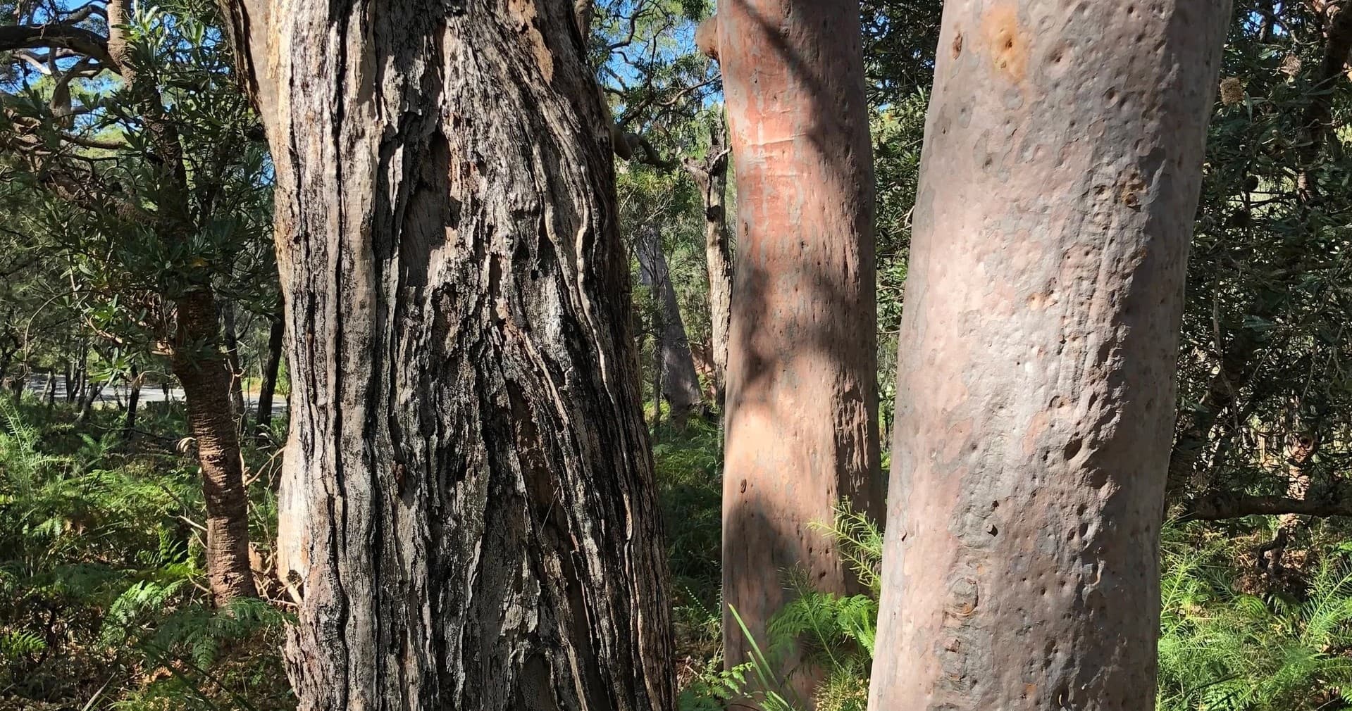 Embrace Calm: Forest Bathing Adventure in Royal National Park near Sydney