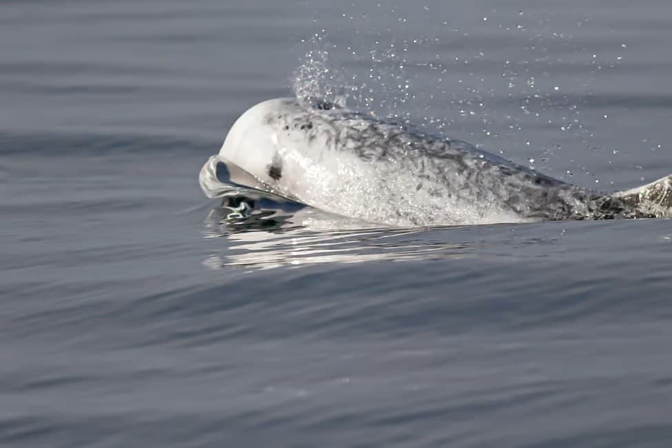 Behavior-Guided Dolphin Swims off Ilha Terceira, Azores
