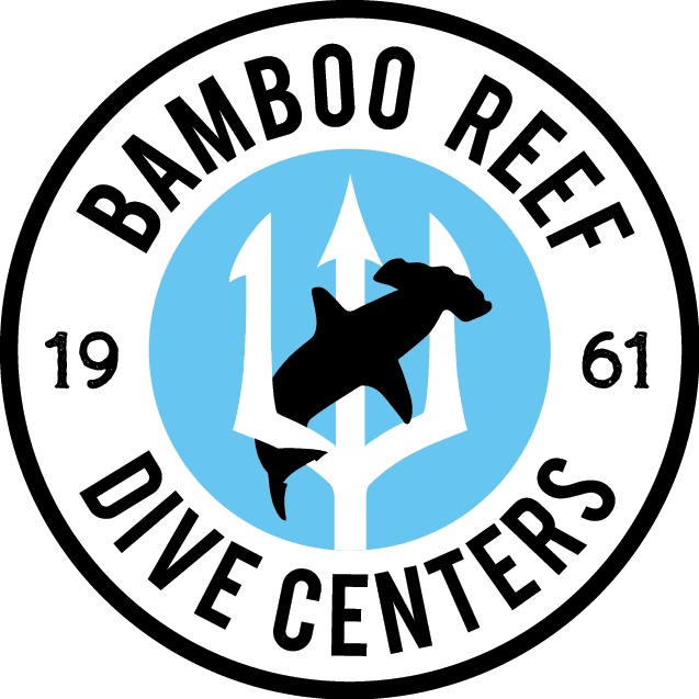Discover the Underwater Magic with Bamboo Reef Dive Club’s Platinum Diver Experience