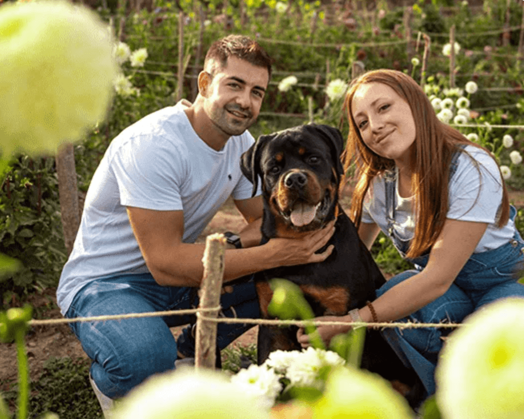 Couple and large dog posing in a blooming flower field outdoors