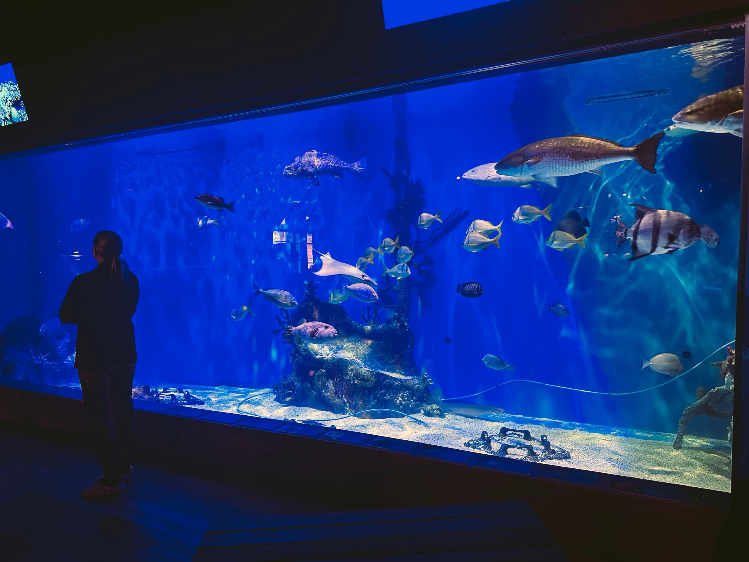 PADI Basic Mermaid Certification in Lecanto: Learn Mermaiding at Mertailor’s Aquarium photo 4