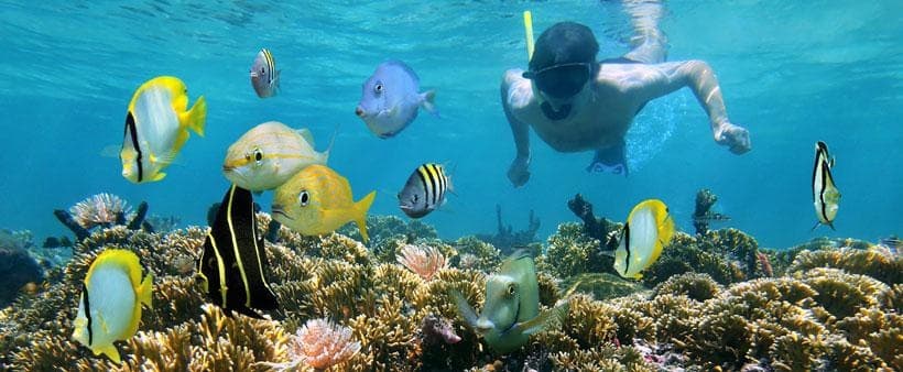 Half Day Snorkel And Sandbar Tour | Snorkel in Key West, Florida photo 1