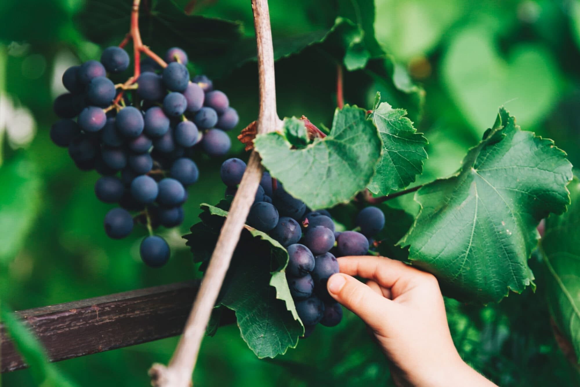 Tirrenica Calabria Food & Wine Journey — Five-Day Grape Escape photo 3