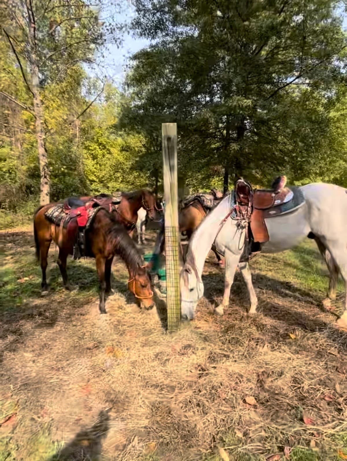 30-Minute Riding Lesson Evaluation at Wickham Ranch, Velpen, IN
