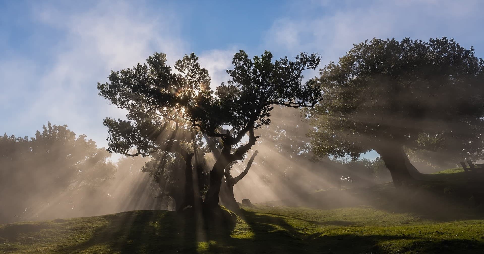 Hiking Madeira’s Fanal Forest with Madeira Happy Tours