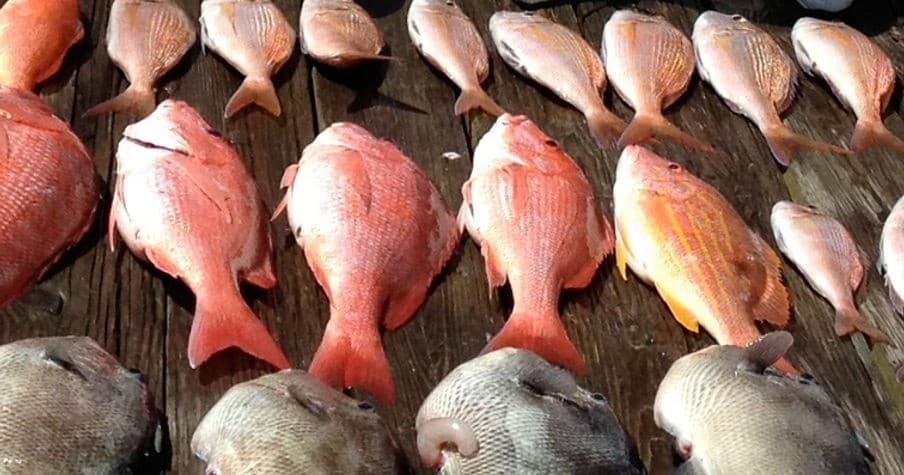 Bottom Fishing Adventure with Captain Black's in the Gulf of America