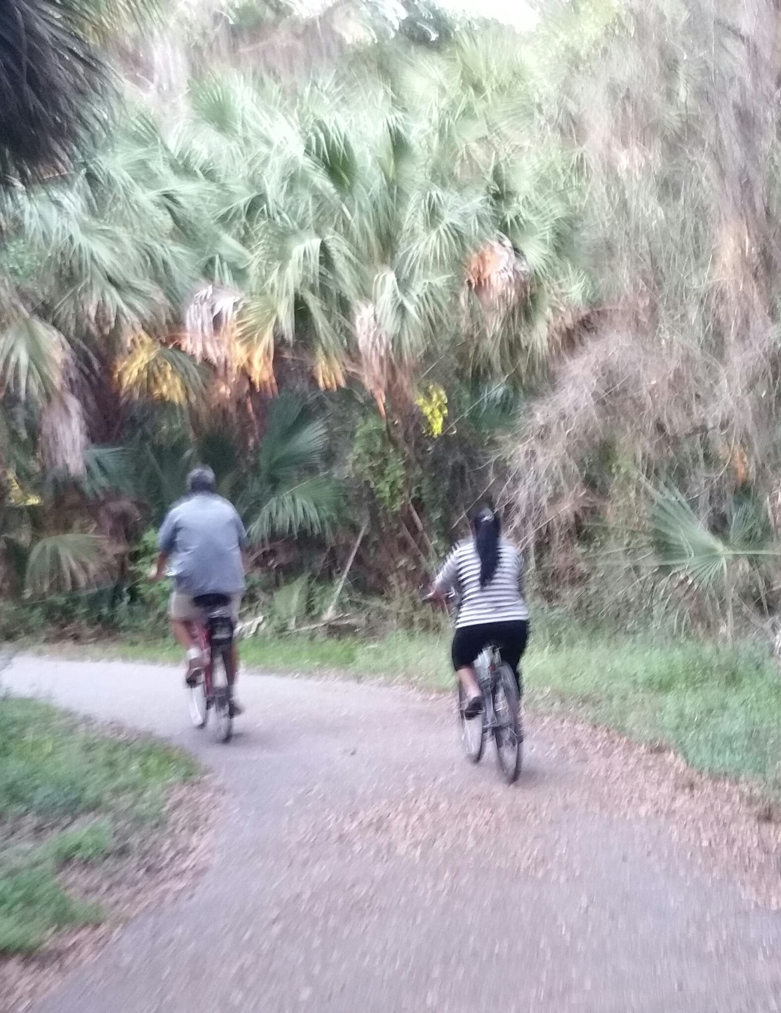 Explore Sarasota with a 14-Day Bike Rental in Siesta Key