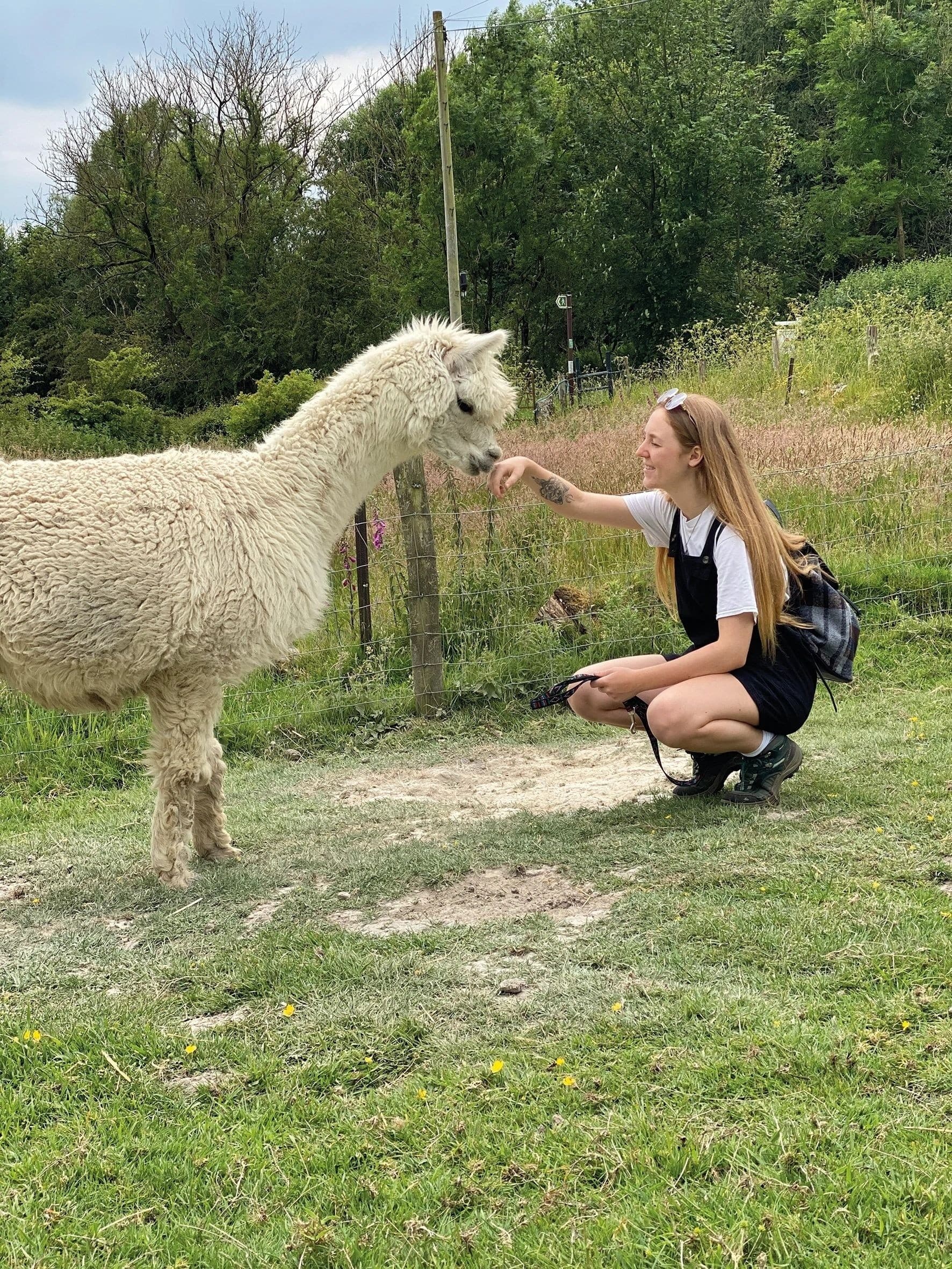 Alpaca Walks & Feathered Therapy: The Ultimate Experience in Graianrhyd