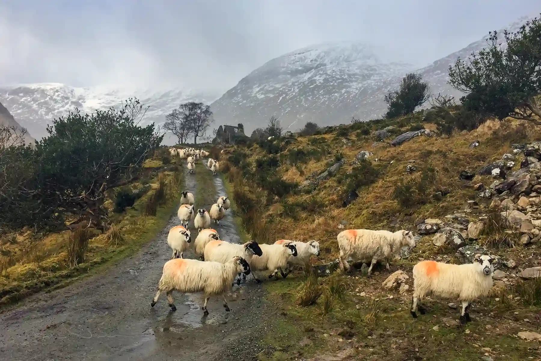 Killarney & Reeks Photography Tour with Dingle Darkroom