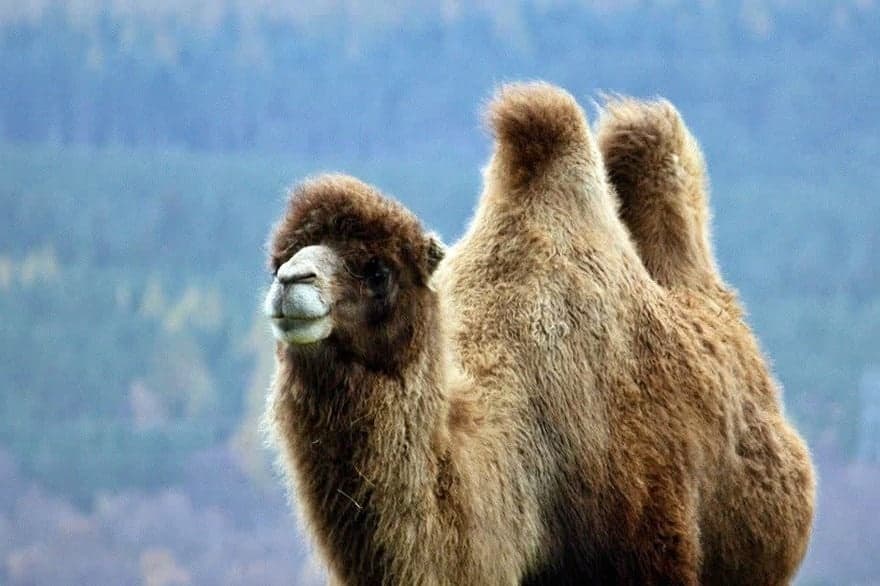 Wildlife & Nature Tour with Highland Wildlife Park & Hermitage