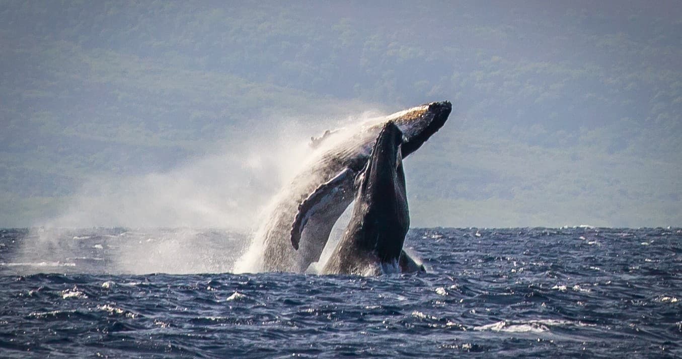 2 Hour Whale Watch Catamaran Adventure in Lahaina, Maui