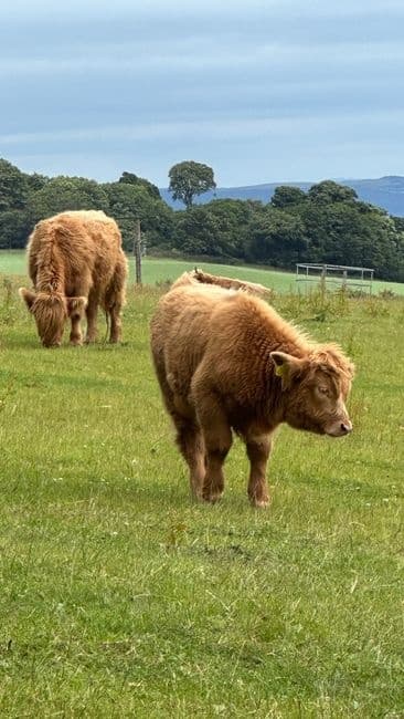 Glencoe Highland Tour from Edinburgh with Love Scotland Tours