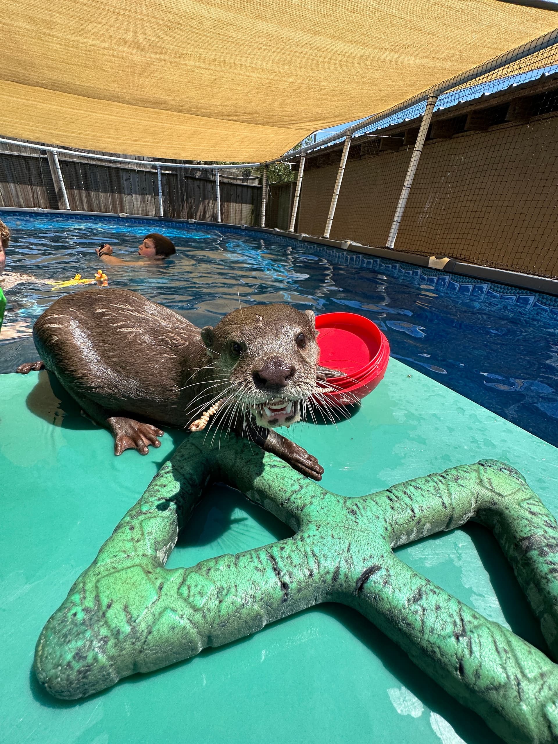 Wildlife-Nature Otter Swims at Magnolia Wilds