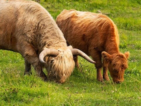 Highland cows grazing in green meadow, scenic outdoor farm