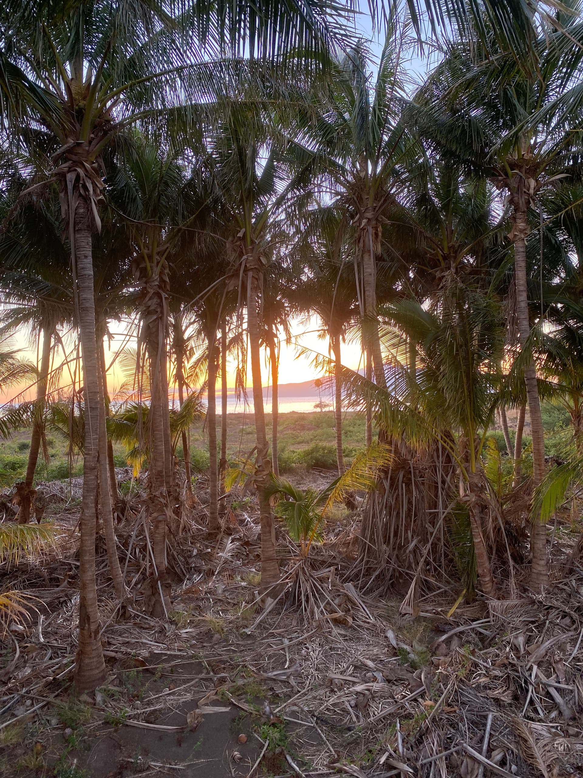 Coastal palm grove at sunset leading to beach vista