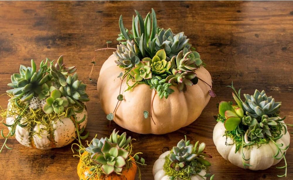 Create Stunning Fall Pumpkin Succulent Arrangements at Rosebridge Farm and Enjoy Baby Animal Snuggles