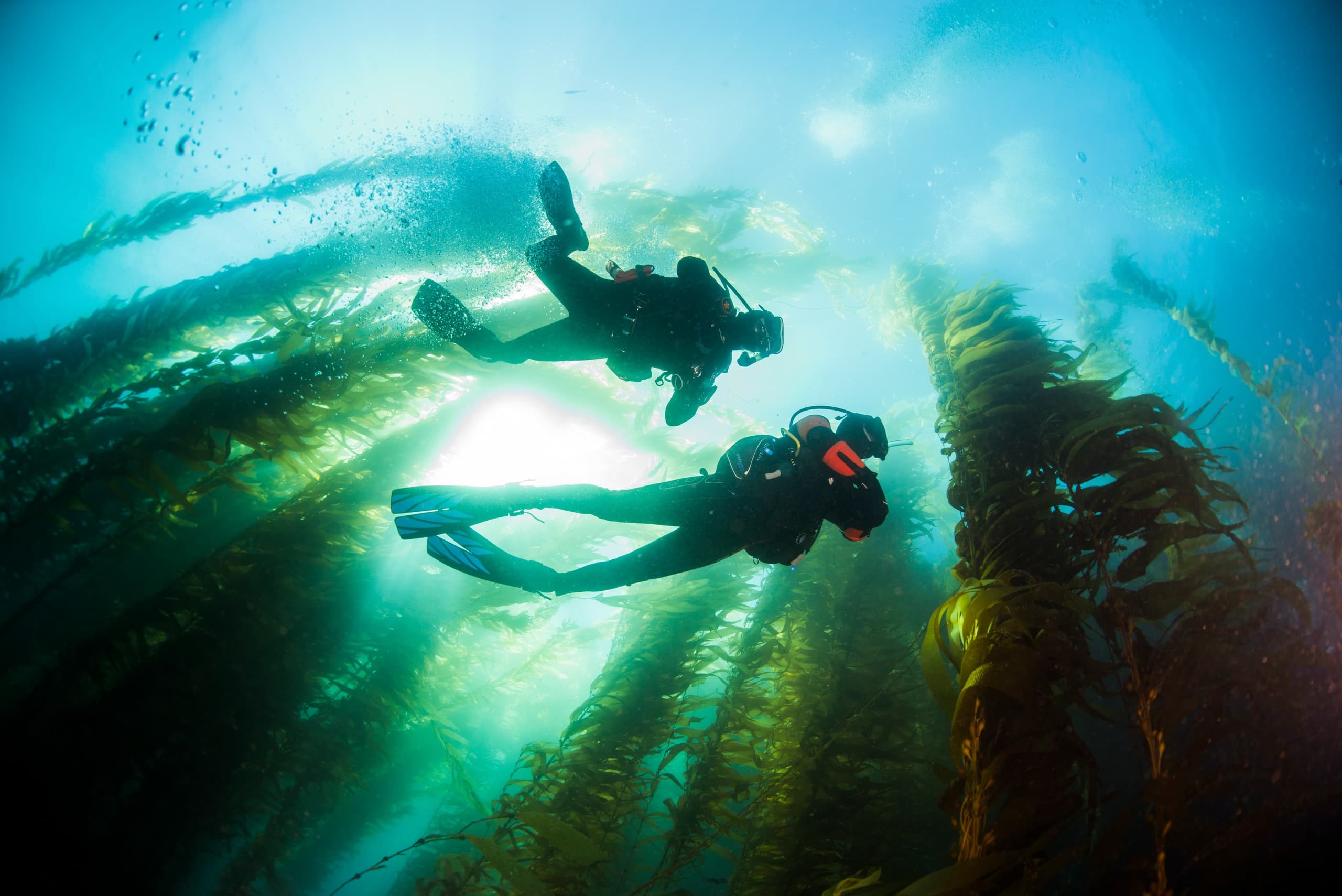 PADI Open Water Diver at La Jolla Shores: Learn to Scuba in San Diego photo 1